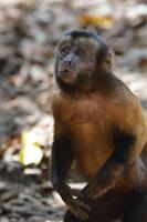 Iles du Salut Haubenkapuiziner2