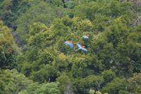 Iwokrama Grünflügelaras