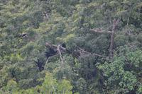 Iwokrama klammeraffen