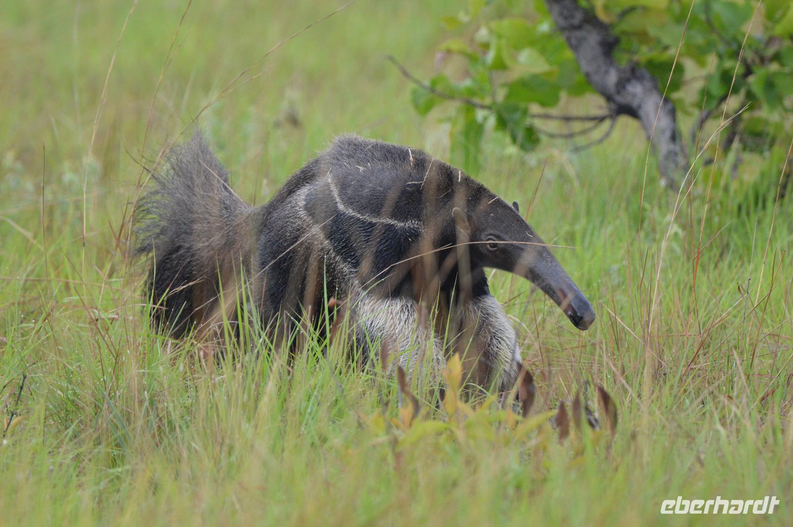 Karamundu Ameisenbär