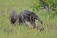 Karamundu Ameisenbär