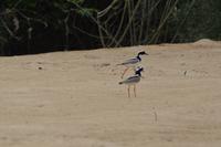 Karamundu Cayennekiebitze