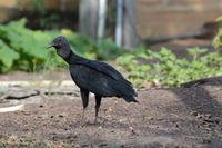 Karamundu Rabengeier