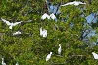 Reiher schlafgesellschaft