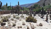 Humahuaca-Schlucht - Pucará de Tilcara (Botanischer Garten)