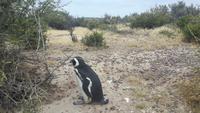 Punta Tombo (Beobachtung der Magellan-Pinguine)
