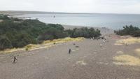 Punta Tombo (Beobachtung der Magellan-Pinguine)