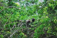 Affen am Morro Da Urca