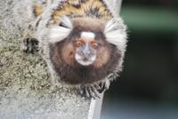 Affe am Morro Da Urca