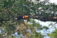 Iguazú-Wasserfall - Argentinische Seite - Tukan-Vogel