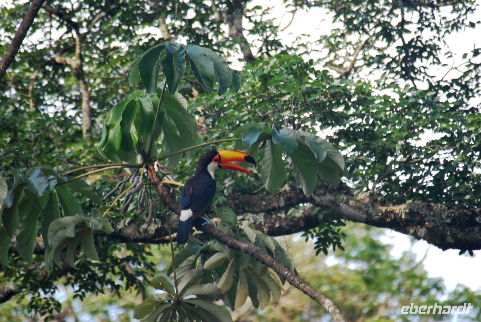 Iguazú-Wasserfall - Argentinische Seite - Tukan-Vogel
