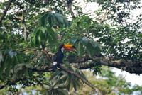 Iguazú-Wasserfall - Argentinische Seite - Tukan-Vogel
