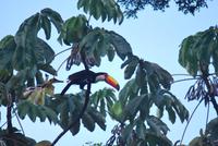 Iguazú-Wasserfall - Argentinische Seite - Tukan-Vogel