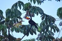 Iguazú-Wasserfall - Argentinische Seite - Tukan-Vogel