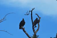 Iguazú-Wasserfall - Argentinische Seite - Geier