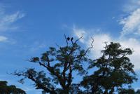 Iguazú-Wasserfall - Argentinische Seite - Geier