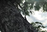 Iguazú-Wasserfall - Argentinische Seite