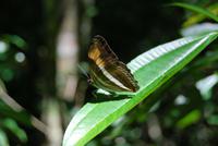 Iguazú-Wasserfall - Argentinische Seite - Schmetterling