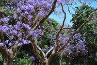 Buenos Aires - Jacarandá-Bäume