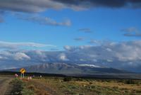 Nandu - Nationalpark Torres del Paine - Chile