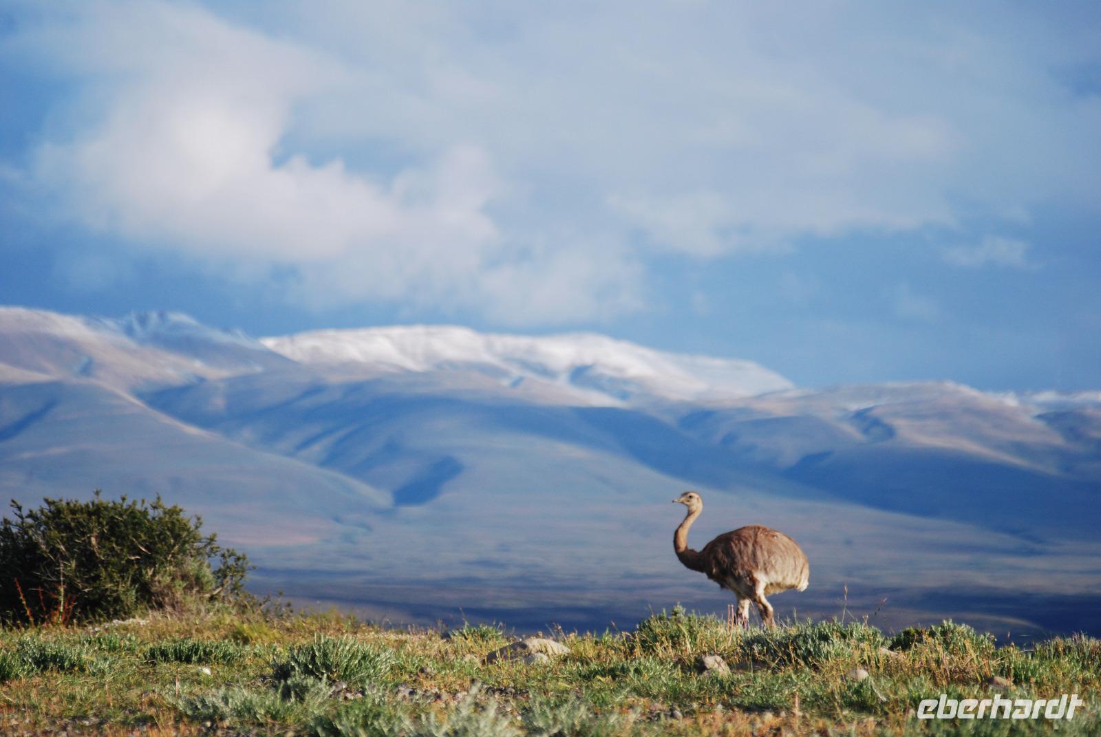 Nandu - Nationalpark Torres del Paine - Chile