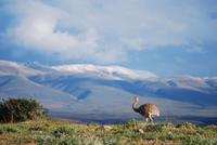 Nandu - Nationalpark Torres del Paine - Chile
