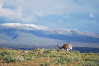 Nandu - Nationalpark Torres del Paine - Chile