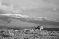 Nandu - Nationalpark Torres del Paine - Chile