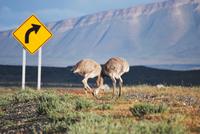 Nandu - Nationalpark Torres del Paine - Chile