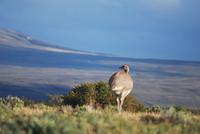 Nandu - Nationalpark Torres del Paine - Chile