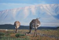 Nandu - Nationalpark Torres del Paine - Chile