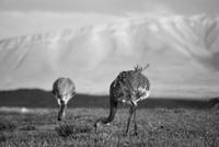 Nandu - Nationalpark Torres del Paine - Chile
