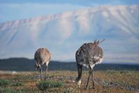 Nandu - Nationalpark Torres del Paine - Chile