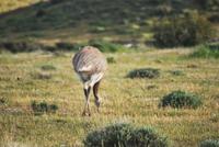Nandu - Nationalpark Torres del Paine - Chile