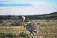 Nandu - Nationalpark Torres del Paine - Chile