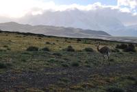 Nandu - Nationalpark Torres del Paine - Chile
