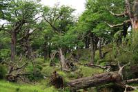 Nationalpark Torres del Paine - Chile