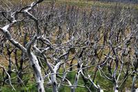 Nationalpark Torres del Paine - Chile