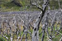 Nationalpark Torres del Paine - Chile