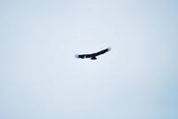 Kondor - Nationalpark Torres del Paine - Chile