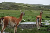 Guanako-Herde - Nationalpark Torres del Paine - Chile