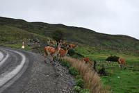 Guanako-Herde - Nationalpark Torres del Paine - Chile