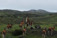 Guanako-Herde - Nationalpark Torres del Paine - Chile