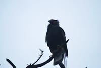 Geier - Nationalpark Torres del Paine - Chile