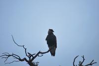 Geier - Nationalpark Torres del Paine - Chile