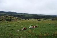 Nationalpark Torres del Paine - Chile