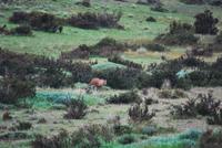 Pumpa! - Nationalpark Torres del Paine - Chile