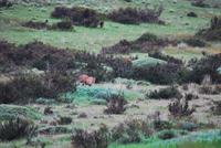 Pumpa! - Nationalpark Torres del Paine - Chile