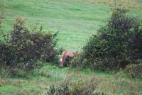 Pumpa! - Nationalpark Torres del Paine - Chile
