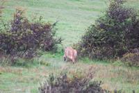 Pumpa! - Nationalpark Torres del Paine - Chile